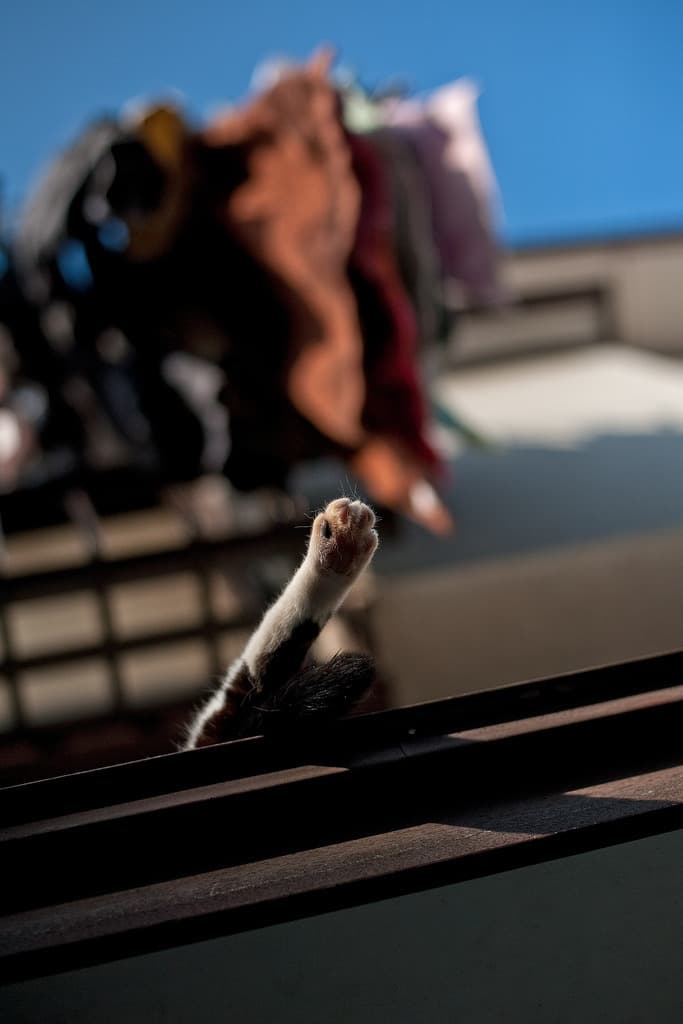 Gaspar, Gato doméstico en adopción