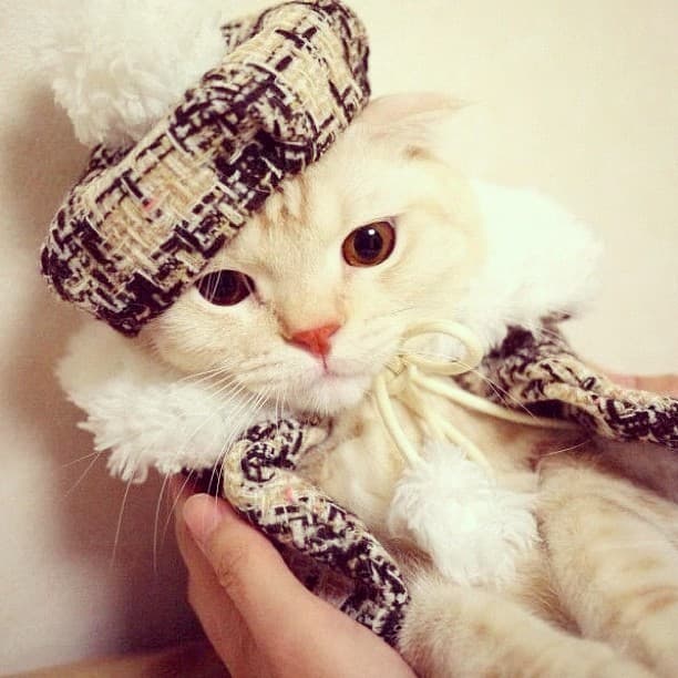 Milo, Gato doméstico en adopción