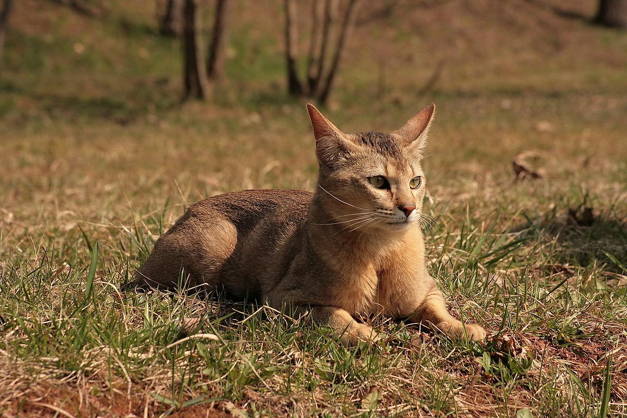 Pixel, Gato joven en adopción
