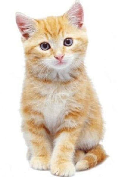 Maia, Cría Maine Coon mestiza en adopción