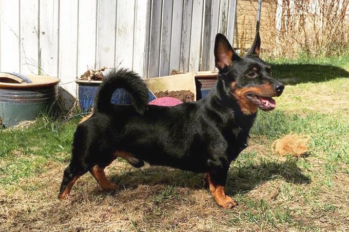 Pecas, Cruza dálmata en adopción