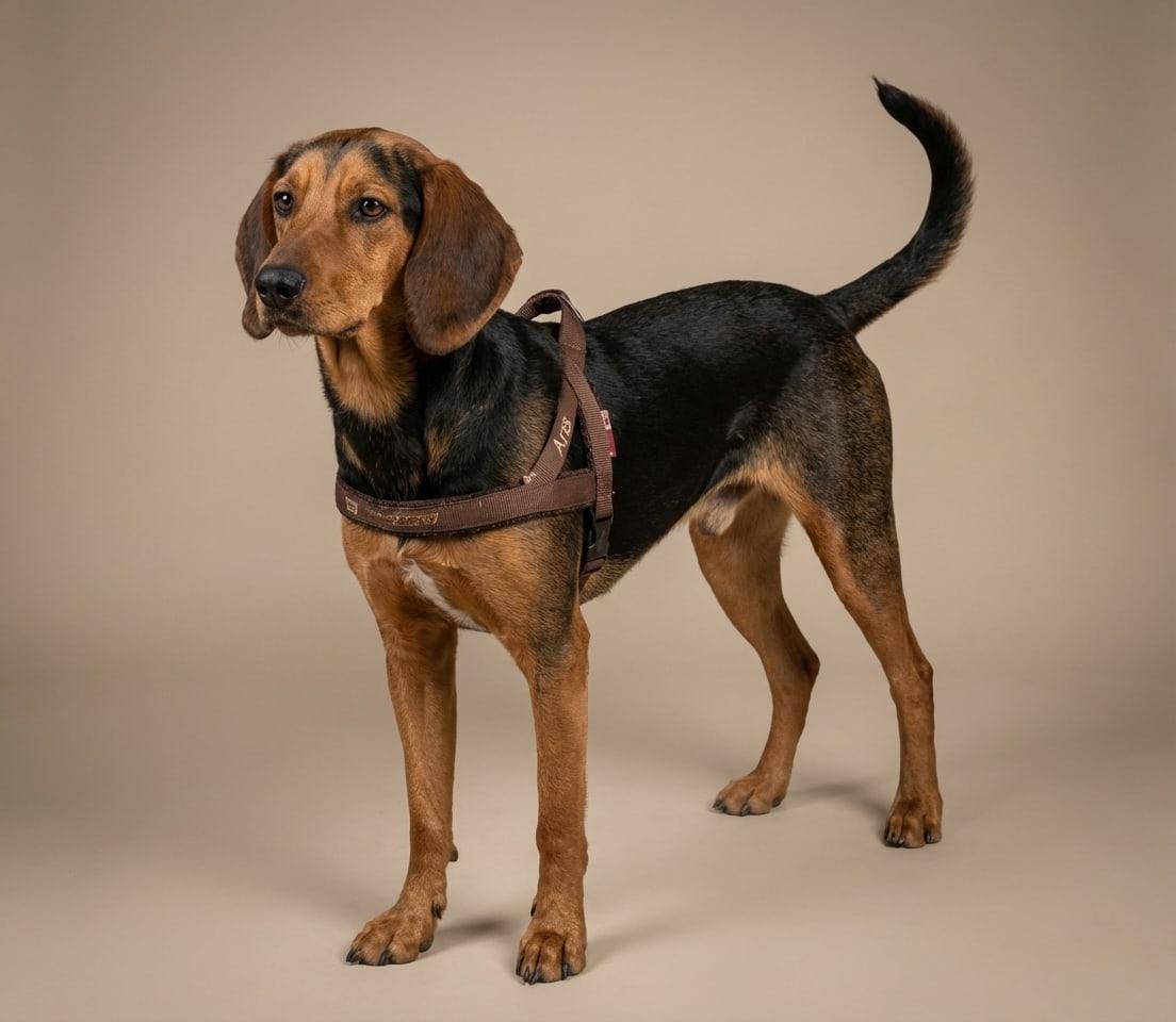Bimba, Perra pequeña en adopción